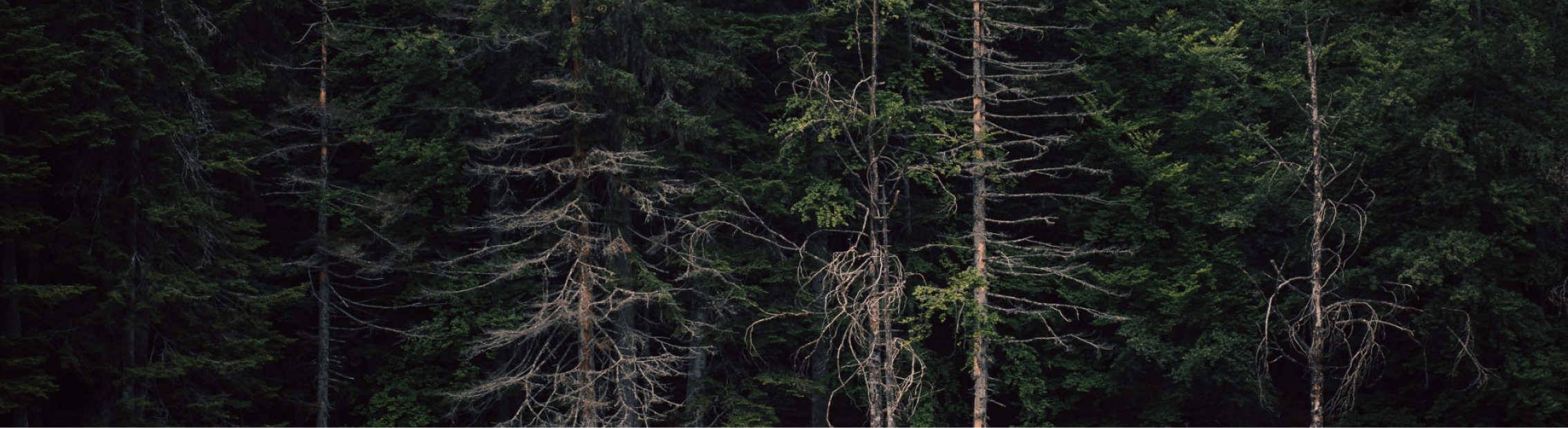 image of a forest alongside a river